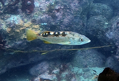 Sebastes serranoides