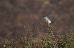 Polihierax semitorquatus