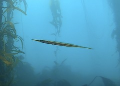 Aulorhynchus flavidus