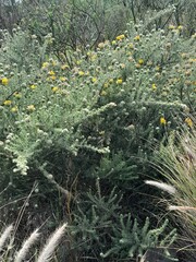 Aspalathus chenopoda