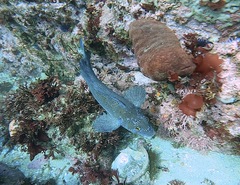 Hexagrammos decagrammus