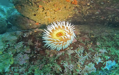 Urticina piscivora
