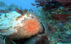 Urticina piscivora