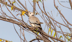 Streptopelia vinacea