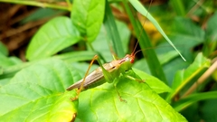 Orchelimum silvaticum