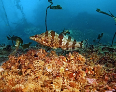 Oxylebius pictus