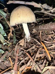 Coprinellus bipellis