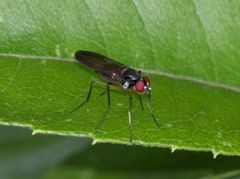 Tanypezidae