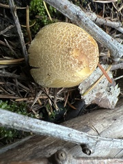 Coprinellus bipellis