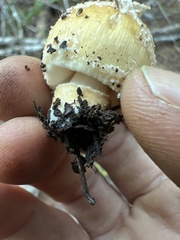 Coprinellus bipellis