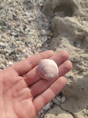 Glycymeris nummaria