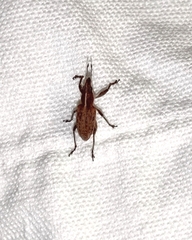 Charagmus gressorius