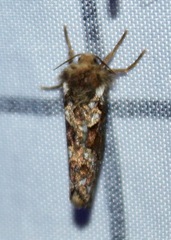 Korscheltellus gracilis