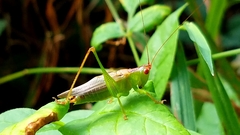 Orchelimum silvaticum