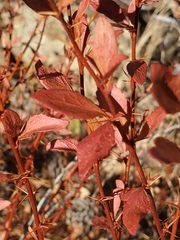 Berberis fendleri