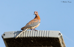 Streptopelia senegalensis