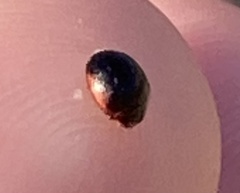 Hyperaspis significans