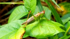 Orchelimum silvaticum