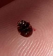 Hyperaspis significans