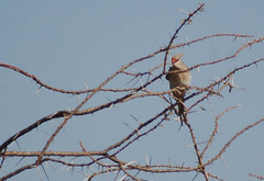 Urocolius macrourus