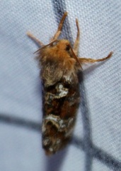 Korscheltellus gracilis