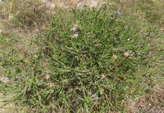 Muraltia satureioides