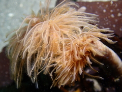 Eudistylia polymorpha