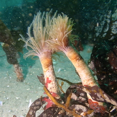 Eudistylia polymorpha