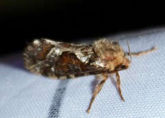 Korscheltellus gracilis