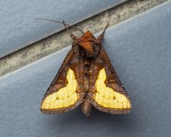 Thysanoplusia orichalcea