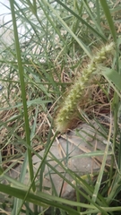Setaria