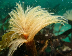 Eudistylia polymorpha