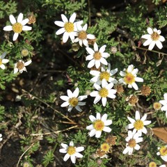 Perityle coronopifolia