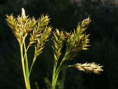 Carex luzulina