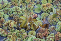Salvinia