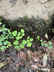 Thalictrum urbainii