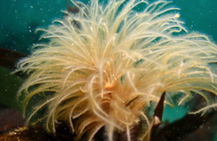 Eudistylia polymorpha