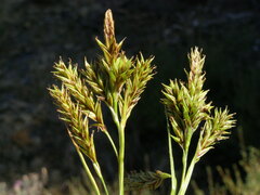 Carex luzulina