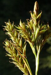 Carex luzulina