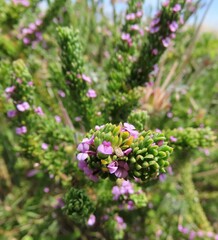Muraltia satureioides