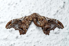 Hyposidra violescens