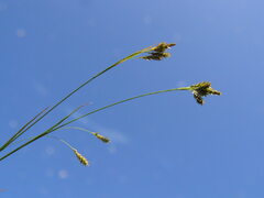 Carex luzulina