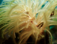 Eudistylia polymorpha