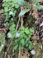 Thalictrum urbainii
