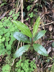 Ardisia cornudentata morrisonensis