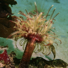 Eudistylia polymorpha