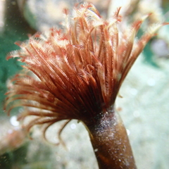 Eudistylia polymorpha