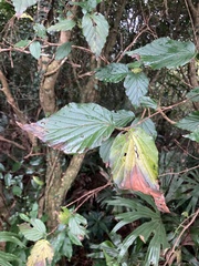 Viburnum luzonicum