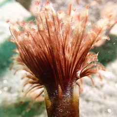 Eudistylia polymorpha