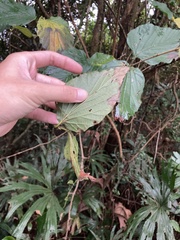 Viburnum luzonicum